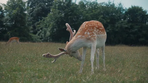 A young deer with white spots and small antlers eats food from a field. Stock Footage 280384671