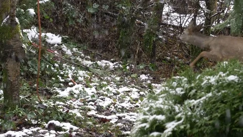 Young Deer - Winter Day Stock Footage 85065467