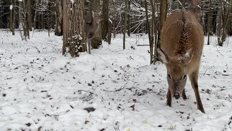 Young deer in the winter forest, close up Stock Footage 264961809