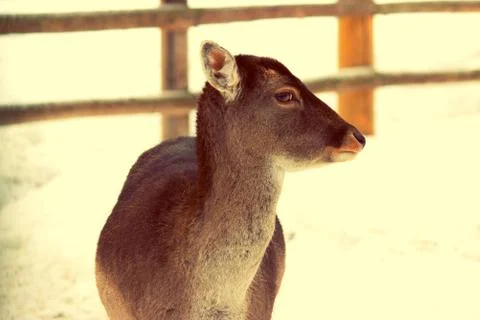 Young deer without horns Stock Photos