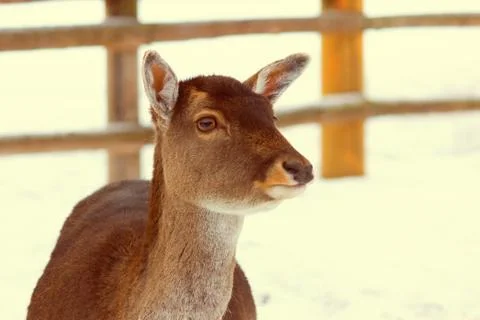 Young deer without horns Stock Photos