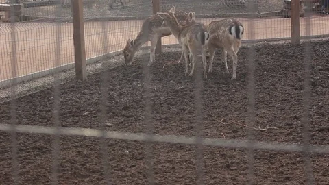 Young Deer at the Zoo Stock Footage 75038535