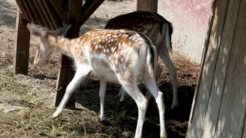 Young deer at the zoo Stock Footage 131650311