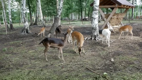 Young deers without antlers in the aviary in National Park. Deer and roe in an e Stock Footage 284411063