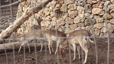 Young Deers at the Zoo Video stock 75038565
