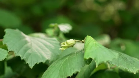 Young delicate hazelnut (Corylus avellana) fruit Stock Footage 341879013