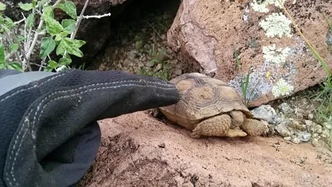 Young Desert Tortoise Stock Footage 165915520