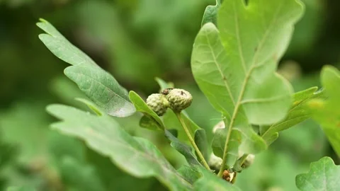 Young developing green acorns on branch Stockbeeldmateriaal 312233908