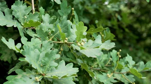 Young developing oak acorns with lush summer foliage in a forest Stock Footage 278047406