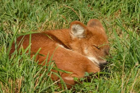 A young dhole (mountain wolf) having a powernap). Stock Photos