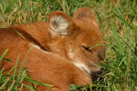 A young dhole (mountain wolf) having a powernap). Stock Photos