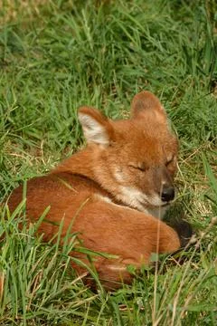 A young dhole (mountain wolf) having a powernap). Stock Photos