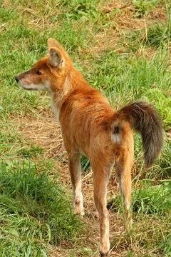 A young dhole (mountain wolf) looking for company. Stock Photos