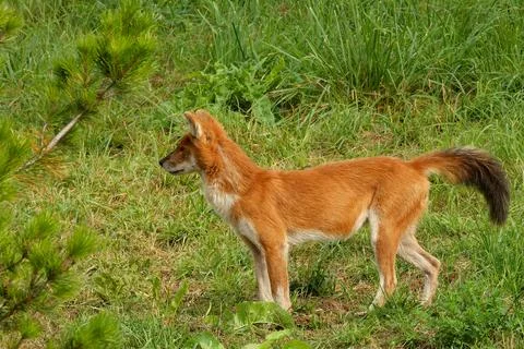 A young dhole (mountain wolf) looking for company. Stock Photos