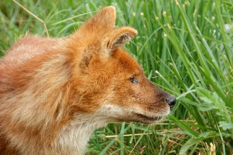 A young dhole (mountain wolf) looking for company. Stock Photos