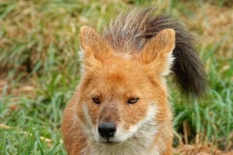 A young dhole (mountain wolf) looking for company. Stock Photos