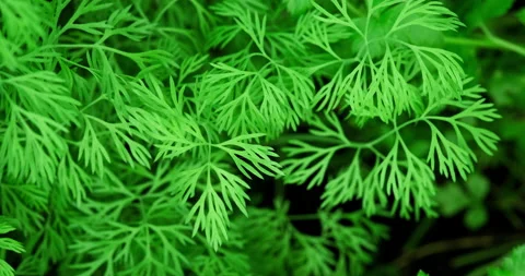 Young dill greens Stock Footage 131202721
