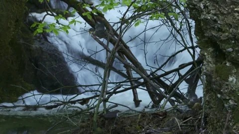 Young dipper being fed by parent Stock Footage 321000882
