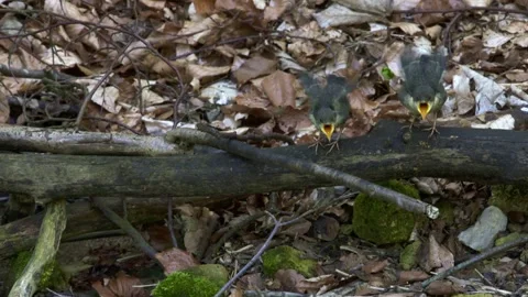 Young dippers being fed by parent Stock Footage 321000905