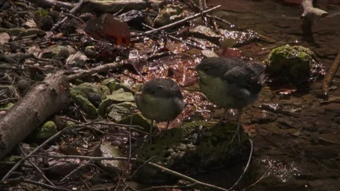Young dippers at the riverbank Stock Footage 321000965
