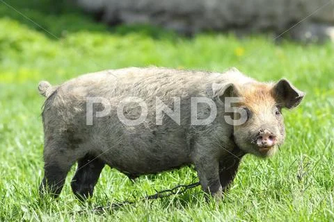 Young dirty pig on green grass near the farm Stock Photos