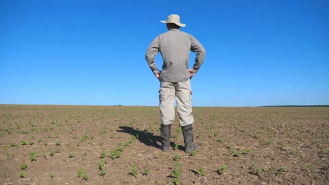 Young disappointed farmer looking at small sprouts of sunflower on the field Stock Footage 104041525