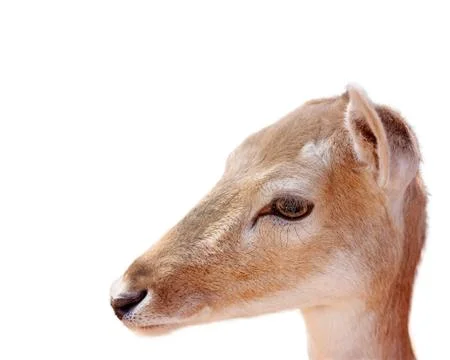 A Young Doe Deer In Close-up Stock Photos