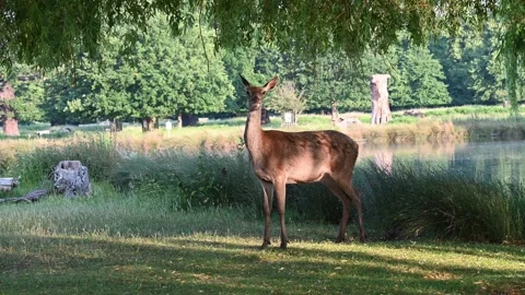 Young doe deer feeding off overhanging willow tree Stock Footage 243924317