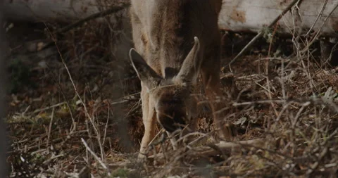Young Doe Foraging Stock Footage 221389352