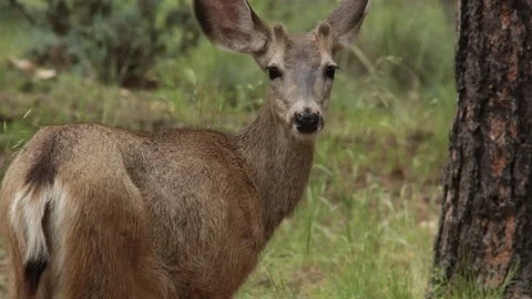 Young doe foraging in the woods Stock Footage 104878633