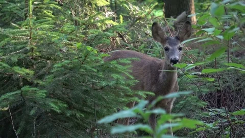 Young doe in a forest. Roe deer, Capreolus capreolus. Stock Footage 77911390
