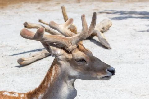 Young doe head close-up Stock Photos