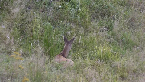 Young doe lying in the grass Stock Footage 123113278