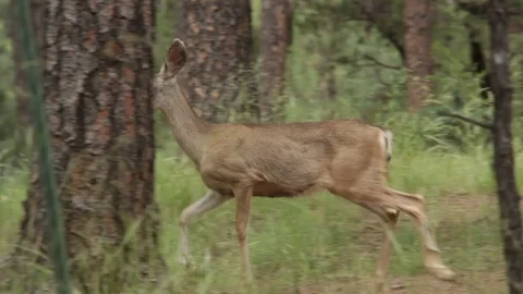 Young doe running through woods Stock Footage 104878556