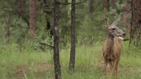 Young doe walking through woods Stock Footage 104878565