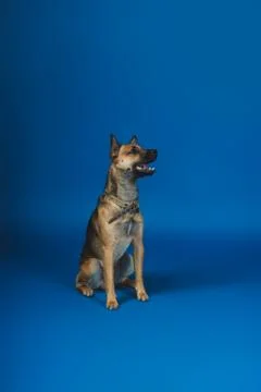 Young dog on background Stock Photos