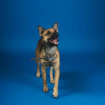 Young dog on background Stock Photos