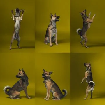 Young dog on background Stock Photos