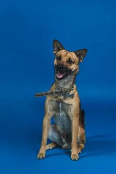 Young dog on background Stock Photos