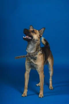 Young dog on background Stock Photos