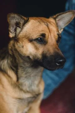 Young dog on background Stock Photos