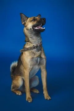 Young dog on background Stock Photos