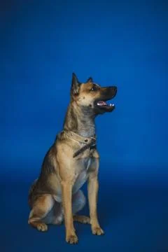 Young dog on background Stock Photos