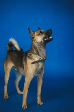 Young dog on background Stock Photos