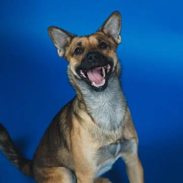 Young dog on background 스톡 사진