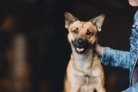 Young dog on background Stock Photos