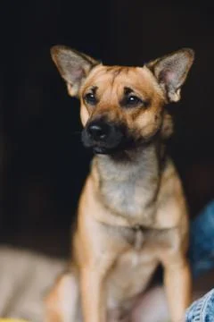 Young dog on background Stock Photos