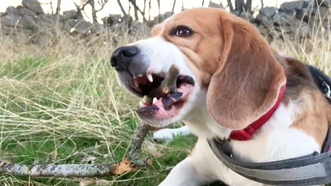 Young dog, biting a stick, while lying down during a walk, in slow motion Stock Footage 140259215