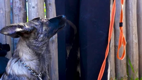 Young dog with chain collar on a leash. Video stock 341107409