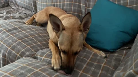 Young dog chewing a bone on the couch Stock Footage 160124646